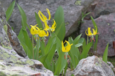 Yellow Avalanche Lilies