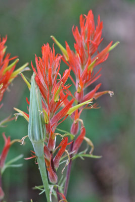 Indian Paintbrush with Salsify