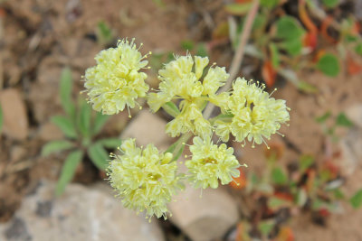 Parsnip-flowered Buckwheat