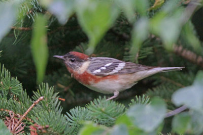 Bay-breasted Warbler