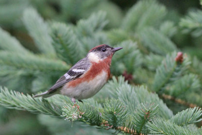 Bay-breasted Warbler