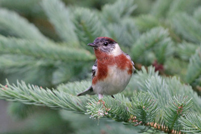 Bay-breasted Warbler