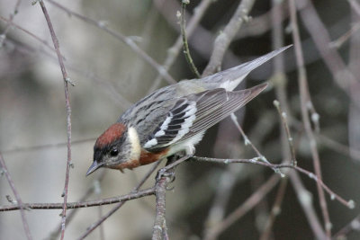 Bay-breasted Warbler