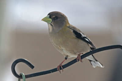 Evening Grosbeak