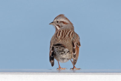 -Song-Sparrow-smaller.jpg