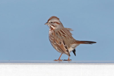 Song Sparrow (UT)