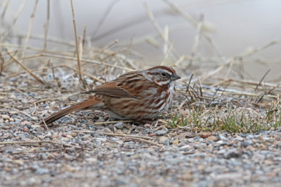 Song Sparrow (UT)