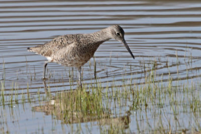 Willet (Western)