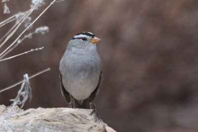 White-crowned Sparrow