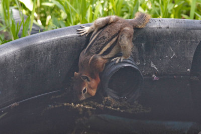 Golden-mantled Squirrel