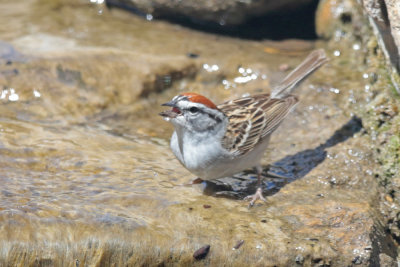 Chipping Sparrow