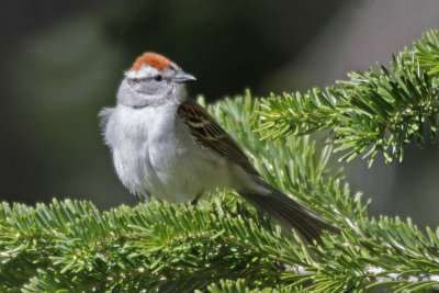 Chipping Sparrow