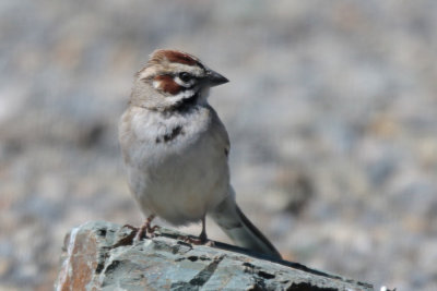 Lark Sparrow