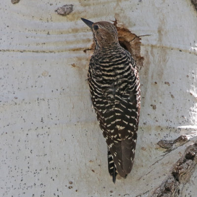 Williamson's Sapsucker