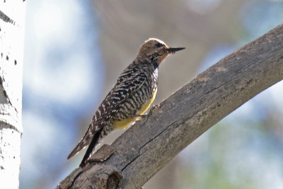 Williamson's Sapsucker