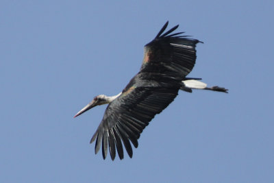 Storks and Cranes