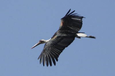 Woolly-necked Stork