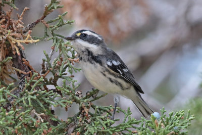 Black-throated Gray Warbler