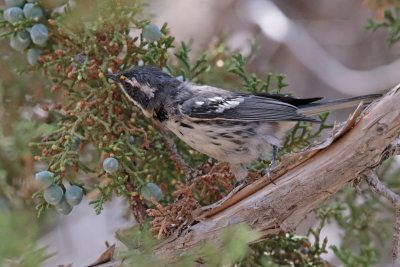 Black-throated Gray Warbler