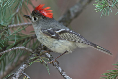 Ruby-crowned Kinglet