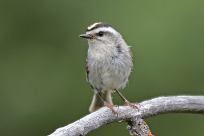 Golden-crowned Kinglet