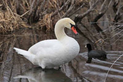 Mute Swan