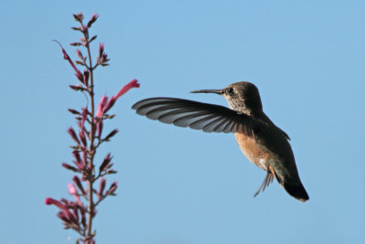 Calliope Hummingbird