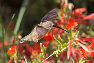 Calliope Hummingbird