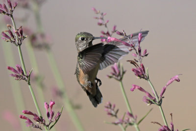 Calliope Hummingbird