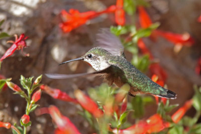 Calliope Hummingbird