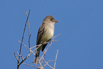 Willow Flycatcher