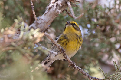 Townsend's Warbler