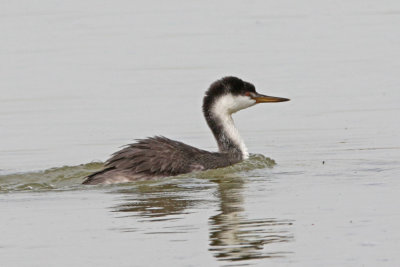 Western Grebe