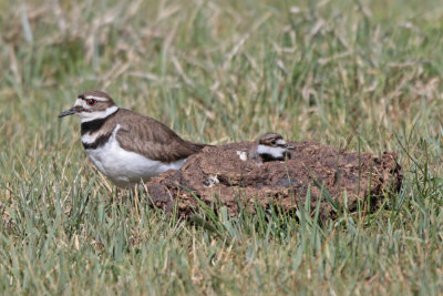 Unusual Killdeer Nest