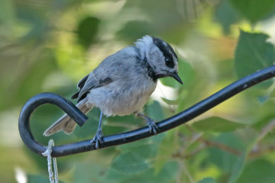 Mountain Chickadee