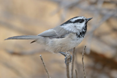 Mountain Chickadee