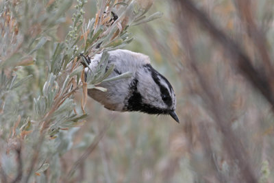 Mountain Chickadee