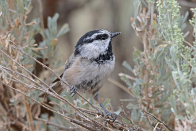 Mountain Chickadee