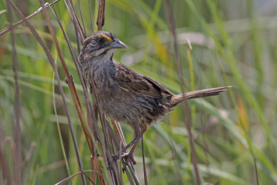 Seaside Sparrow