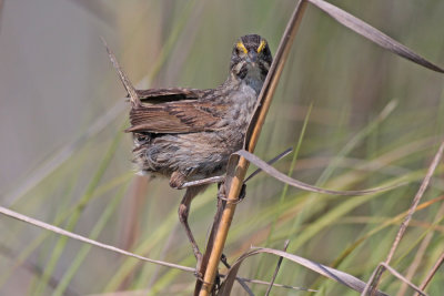 Seaside Sparrow