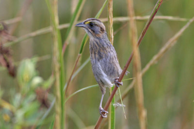 Seaside Sparrow