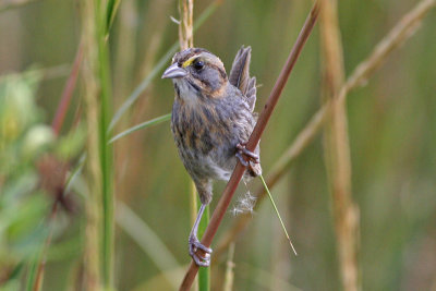 Seaside Sparrow