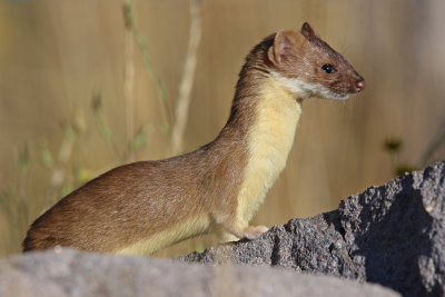 Long-tailed Weasel