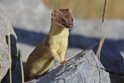 Long-tailed Weasel