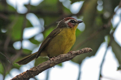 Wood-warblers and Bananaquits