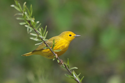 Yellow Warbler