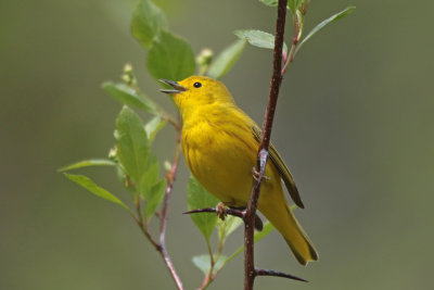 Yellow Warbler