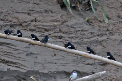 White-banded Swallows