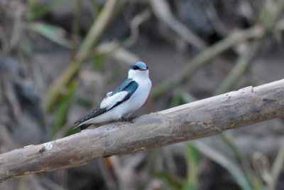 White-winged Swallow