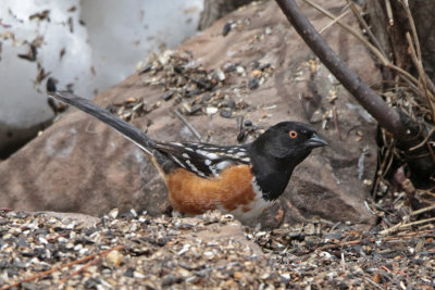 Spotted Towhee